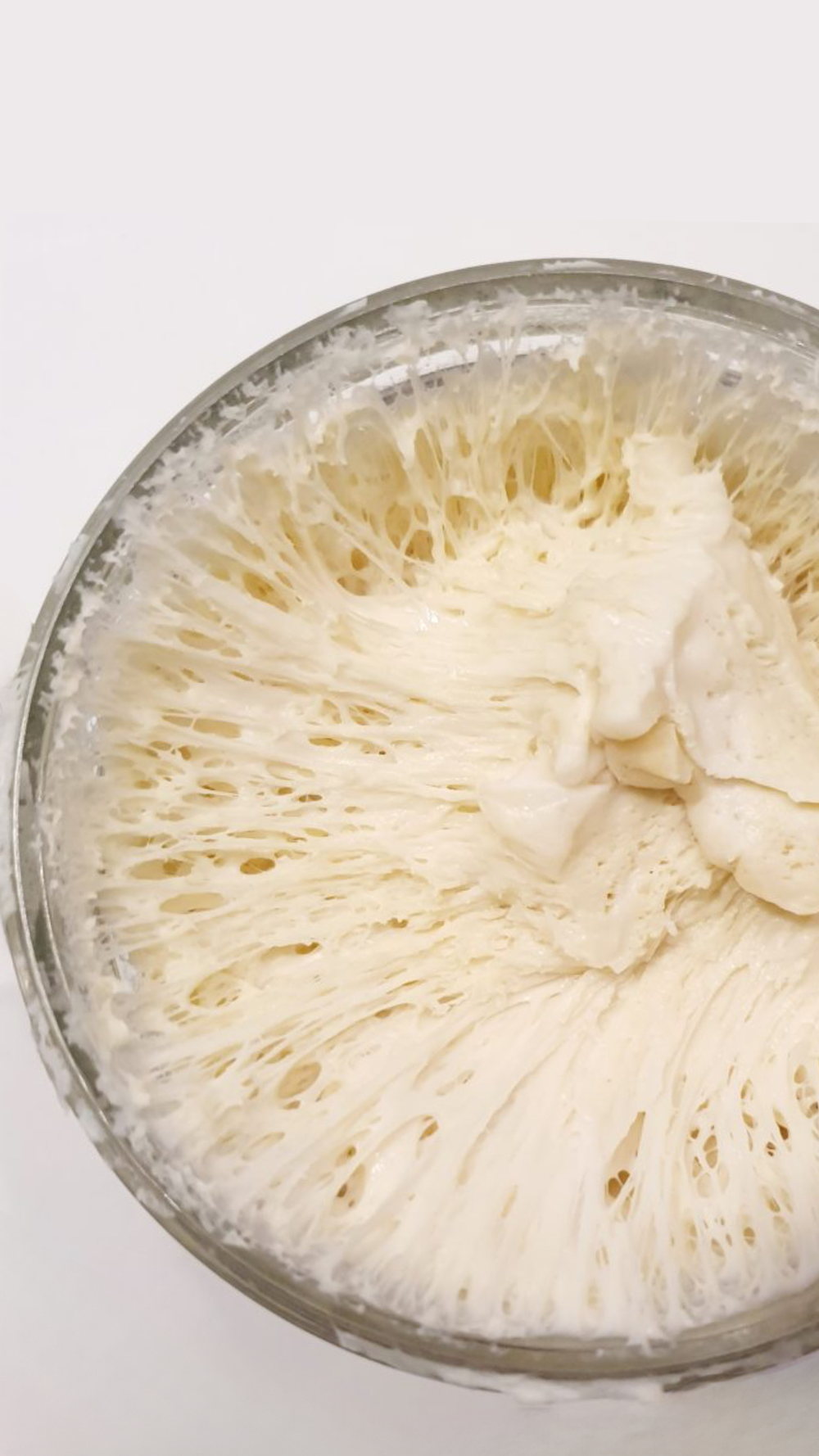 SoMa, the active sourdough starter at Baked Columbia Pizza, showing an open web of fermentation bubbles